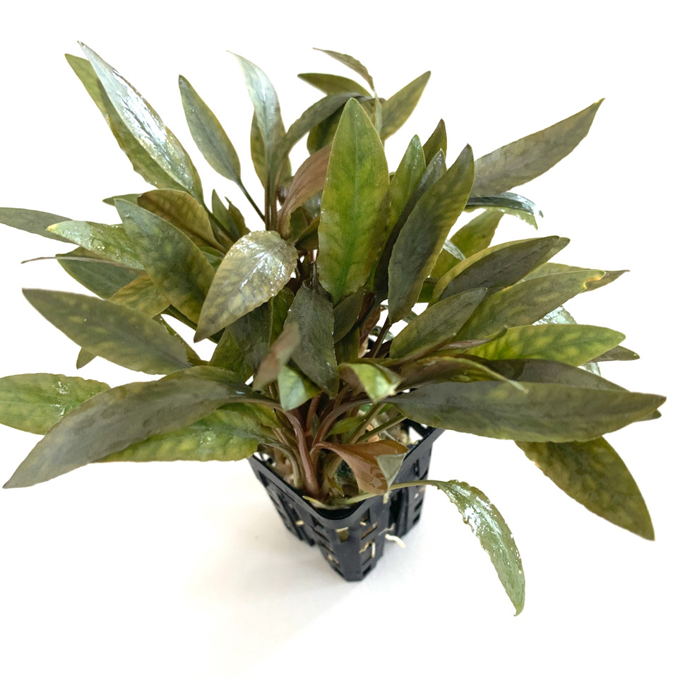 Cryptocoryne species brown in pot